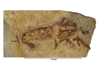 Bolcacalliax eocenica